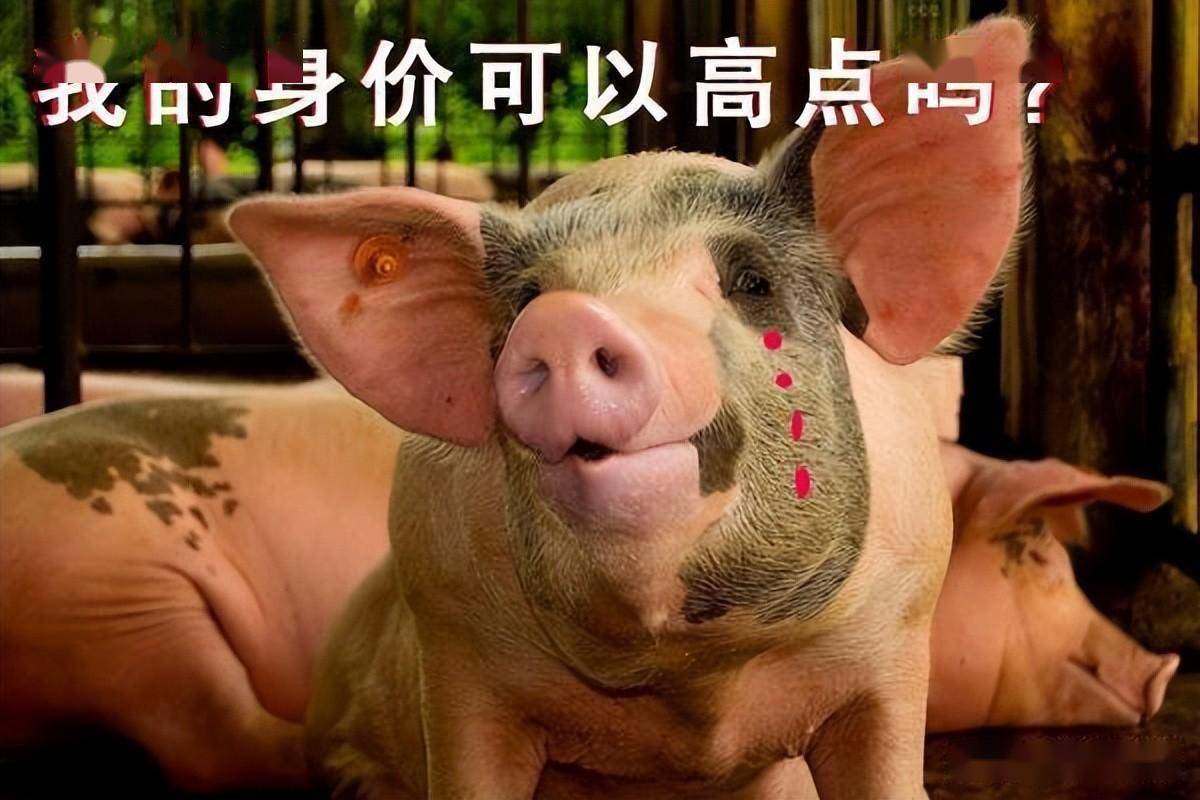 今日生猪价格｜全国生猪价格稳中略有涨跌<strong></p>
<p>比特币今日价格行情</strong>，行情不温不火