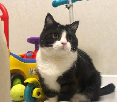 猫界有几种猫<strong></p>
<p>建行贵金属有几种</strong>，“白送”都不要，你养过几种？