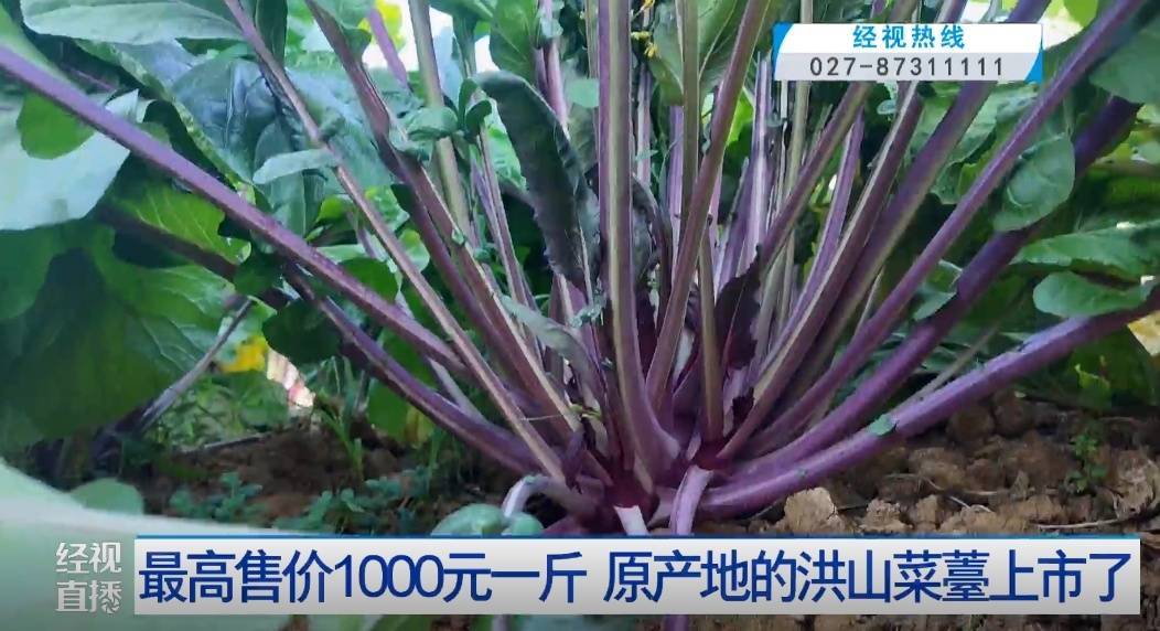 武汉人爱吃！最高1000元一斤<strong></p>
<p>btc币安</strong>，供不应求