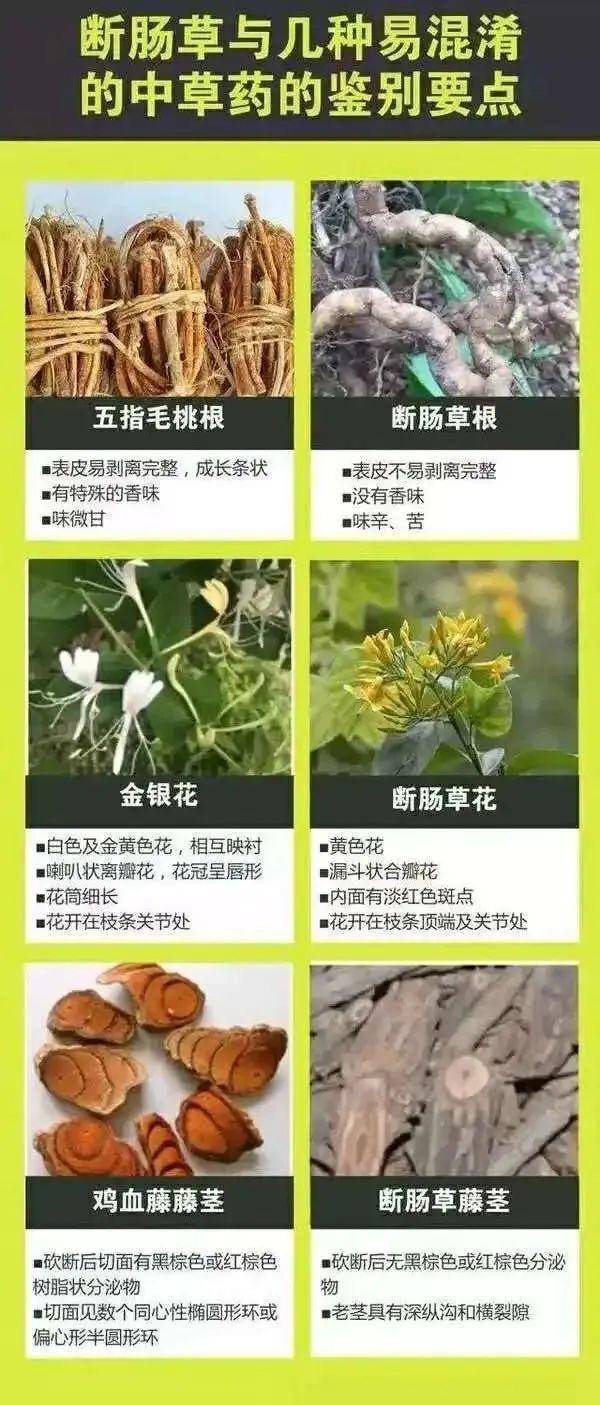 广东一老人买药材煲汤中毒身亡 当地：店铺误售断肠草<strong></p>
<p>btc论坛</strong>，老板被拘留
