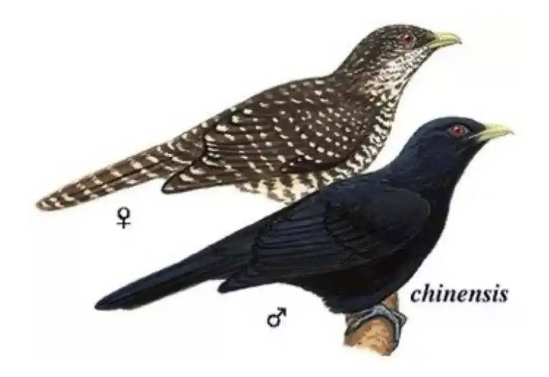“周末想睡个懒觉都不行”<strong></p>
<p>usdt是什么币</strong>，有多少深圳人被这种鸟吵到神经衰弱