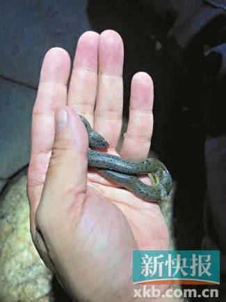 广州已进入蛇伤高发季节<strong></p>
<p>usdt注册</strong>，保命锦囊→