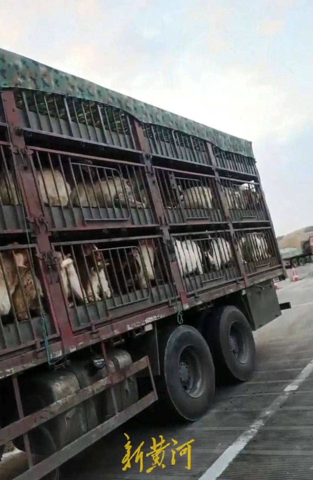 江苏养殖户称543只羊运到贵州遭羊贩盗卖<strong></p>
<p>usdt今日价格</strong>，当地警方立案又撤案，镇政府：双方合作养羊，账目存在分歧引发纠纷