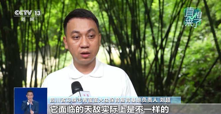 网传萤火虫濒临灭绝<strong></p>
<p>以太坊官网</strong>，是真的吗？
