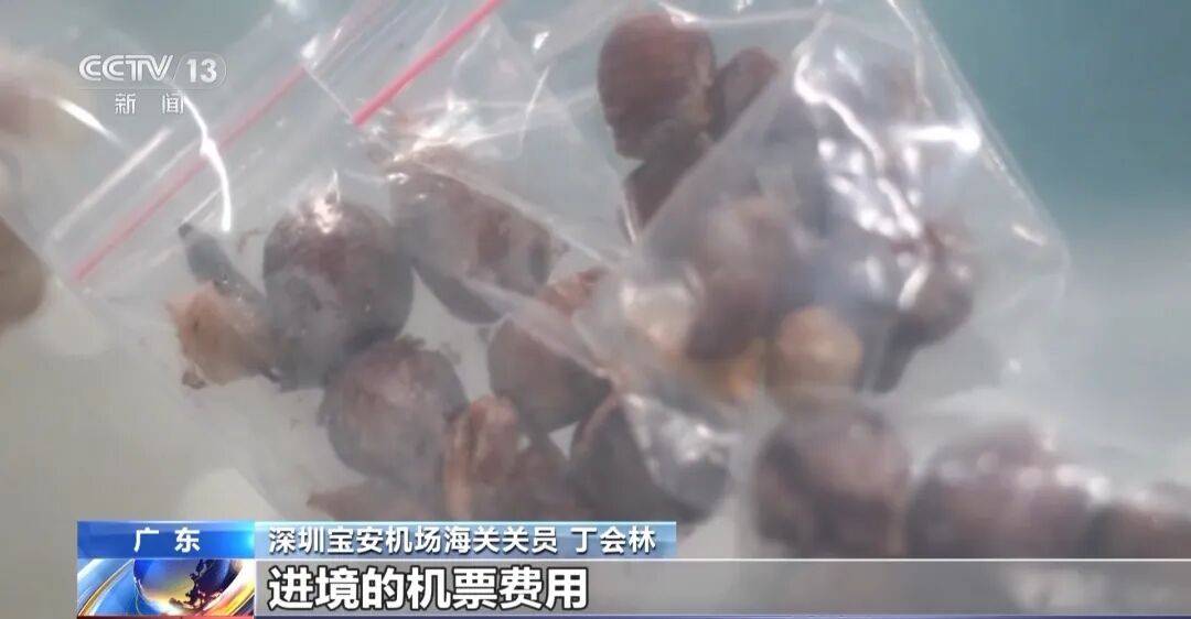掀开衣服<strong></p>
<p>以太坊币价格</strong>，密密麻麻！200多只活虫惊现深圳机场……