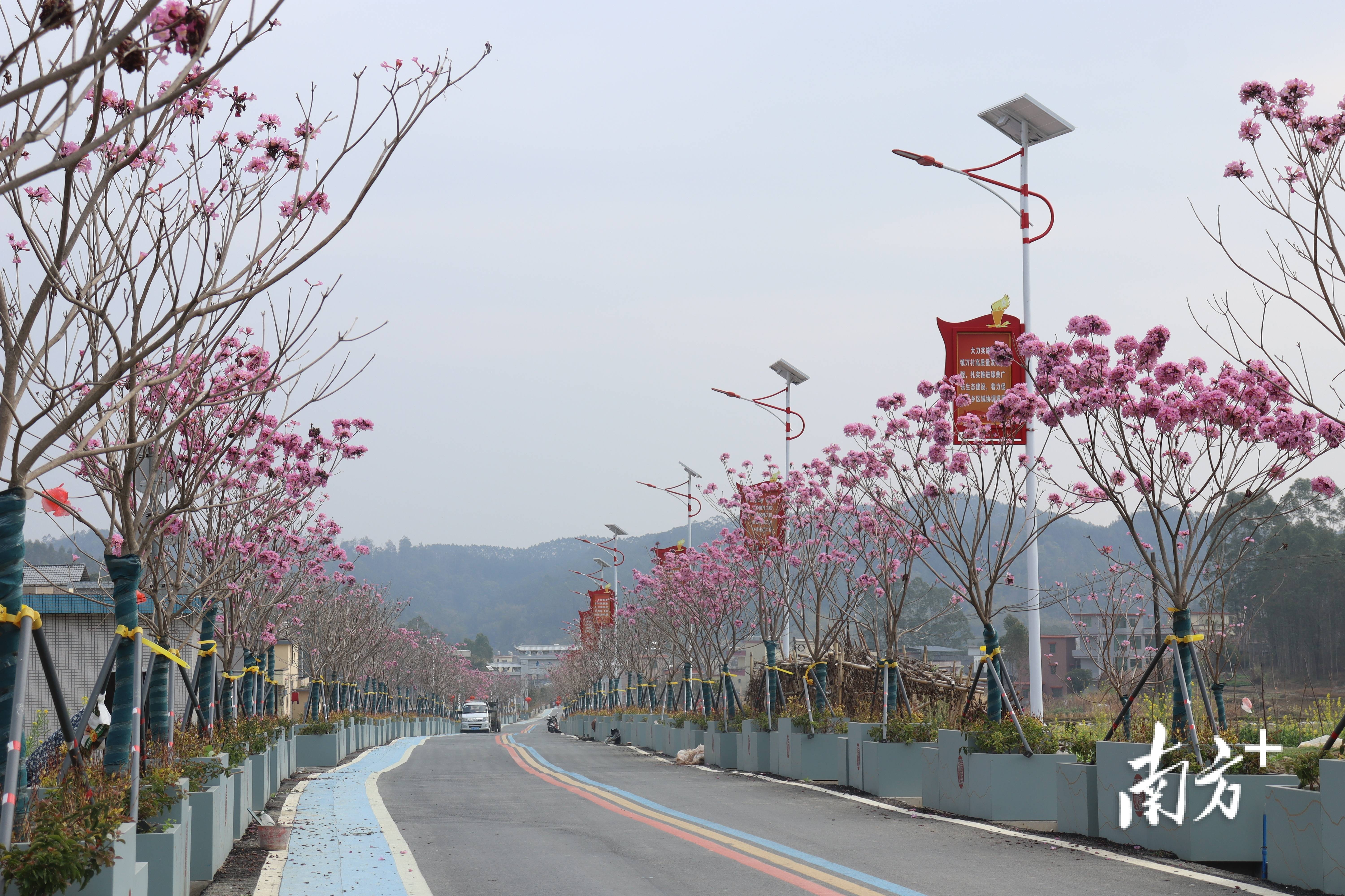 “外来媳妇”谭焕贞五年深耕<strong></p>
<p>以太坊贸易</strong>，佛冈高岗宝山村换新貌