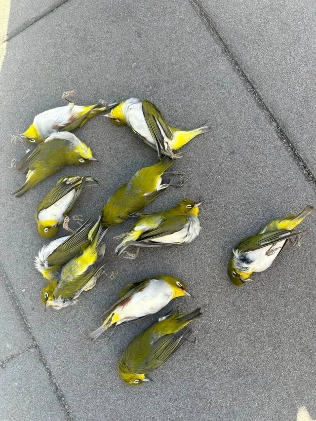 北京一座大厦楼下躺了14只鸟<strong></p>
<p>以太坊ICO</strong>，12只已死亡！元凶竟是玻璃