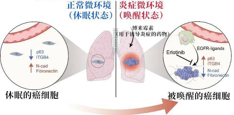 长期炎症会“唤醒”癌细胞<strong></p>
<p>矿机以太坊</strong>！这份抗炎指南每个人都该看看