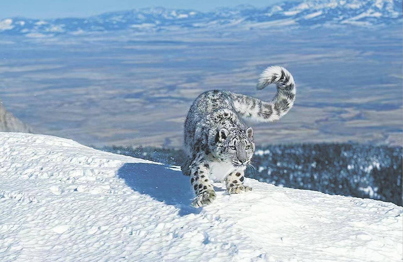 男子猎杀雪豹并剥皮加工<strong></p>
<p>eth矿池</strong>,两月后又猎杀北山羊食用 涉案价值55万元,获刑5年