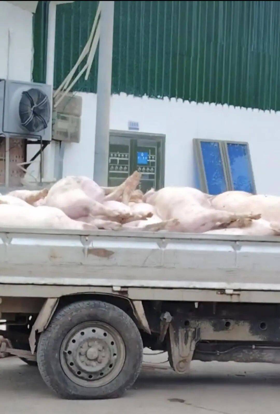 广东一肉联公司门口堆满死猪<strong></p>
<p>eth价格</strong>，官方：7人被控制