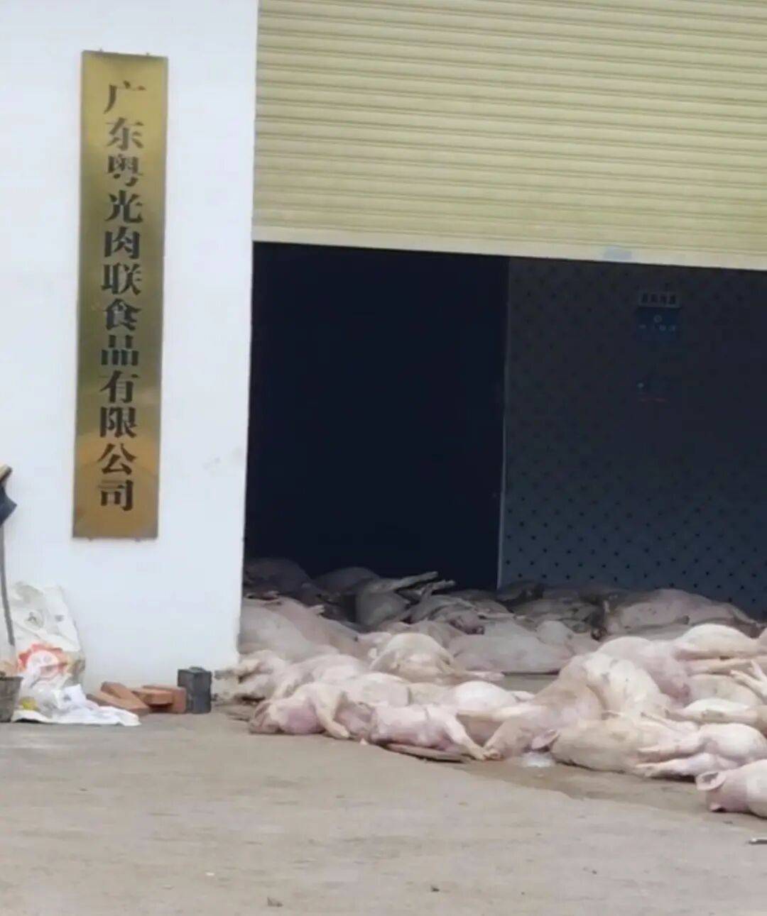 广东一肉联公司门口堆满死猪<strong></p>
<p>eth价格</strong>，官方：7人被控制