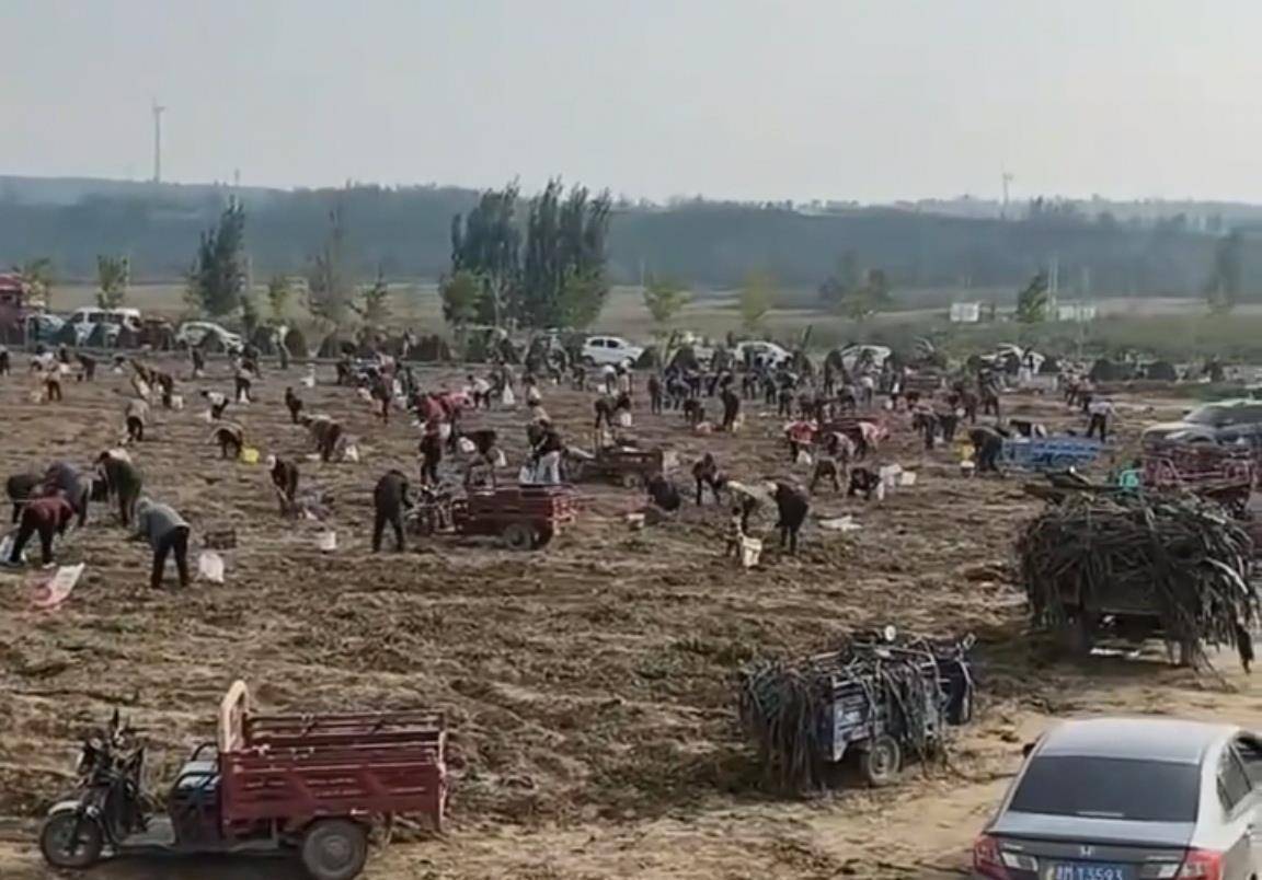 数百人冲进地里捡红薯<strong></p>
<p>eth trunk</strong>,田主称是秋收剩下的,网友:免费翻地,利人利己