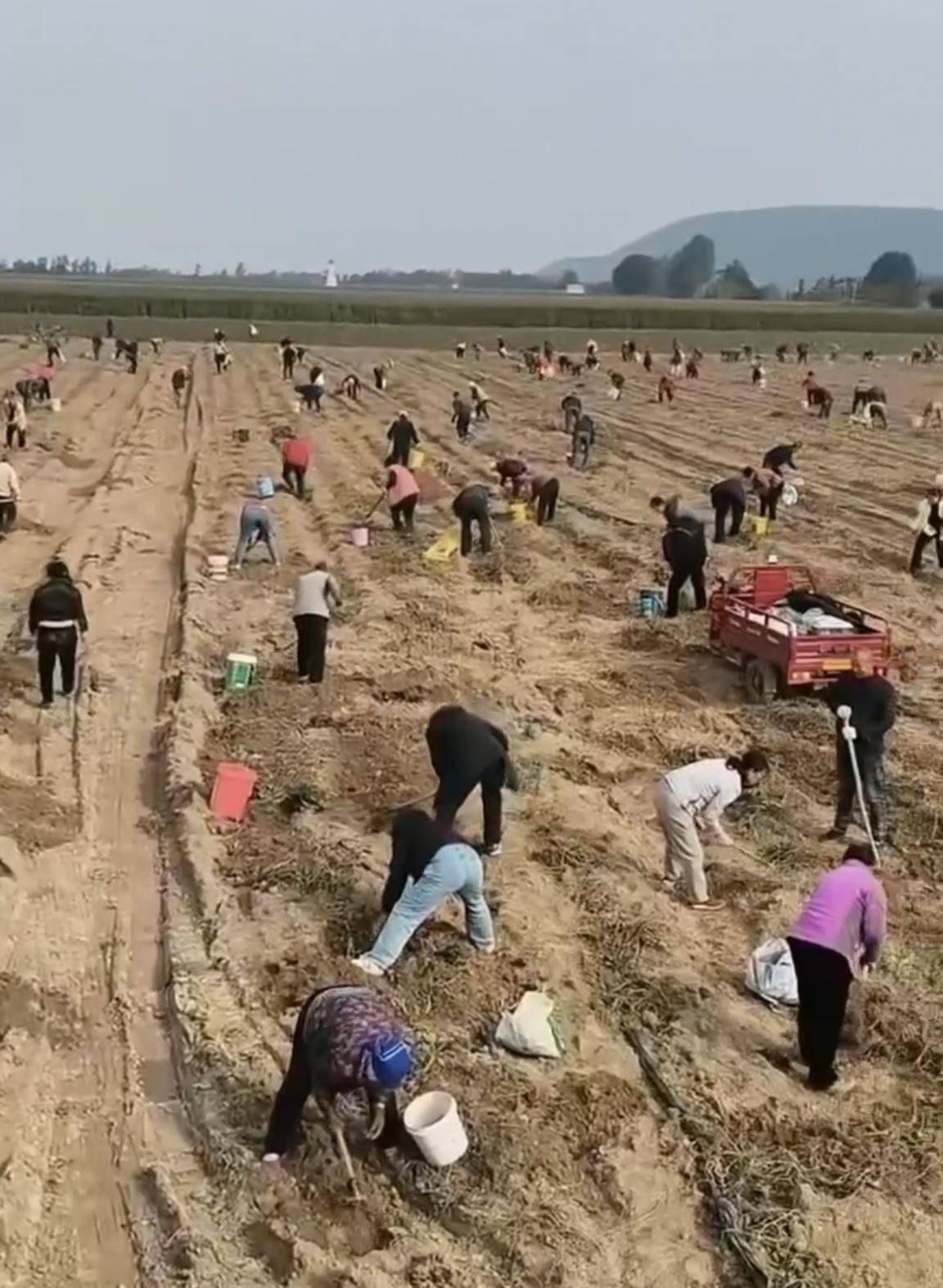 数百人冲进地里捡红薯<strong></p>
<p>eth trunk</strong>,田主称是秋收剩下的,网友:免费翻地,利人利己