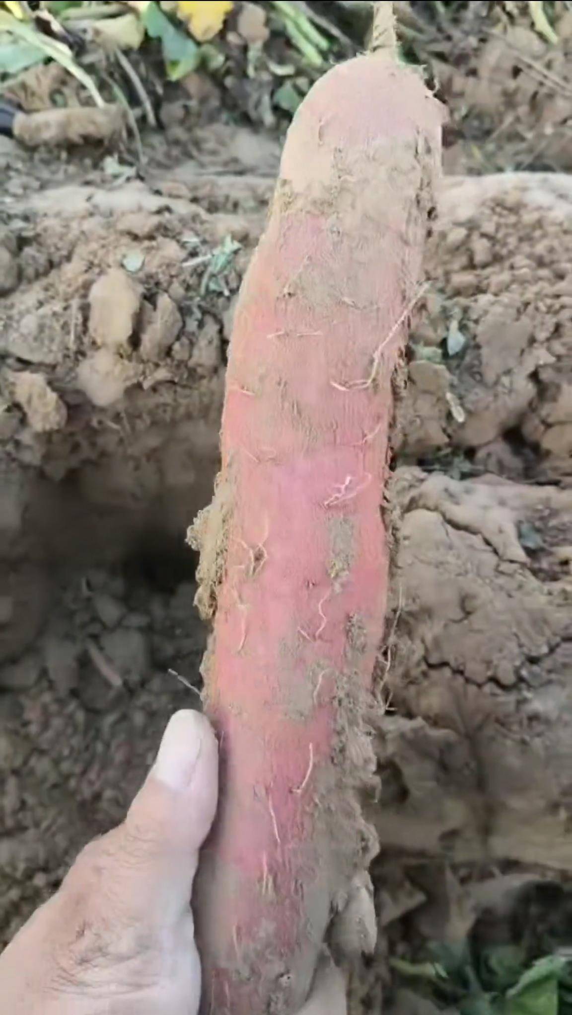 数百人冲进地里捡红薯<strong></p>
<p>eth trunk</strong>,田主称是秋收剩下的,网友:免费翻地,利人利己