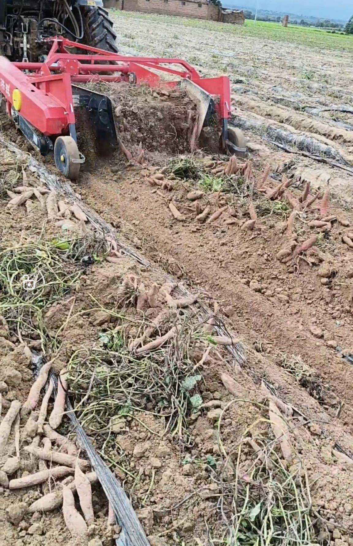 数百人冲进地里捡红薯<strong></p>
<p>eth trunk</strong>,田主称是秋收剩下的,网友:免费翻地,利人利己