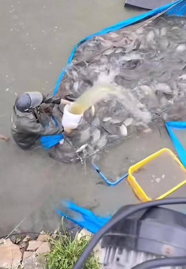 水产市场“麻醉鱼”调查:有商家称麻药有味会换水再卖<strong></p>
<p>区块链eth</strong>,有无危害尚不明