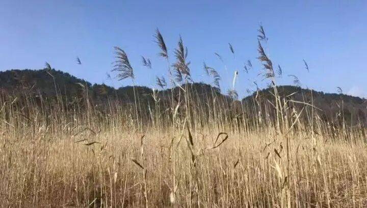 禁止任何形式穿越<strong></p>
<p>区块链eth</strong>!杭州一地发布最严禁令