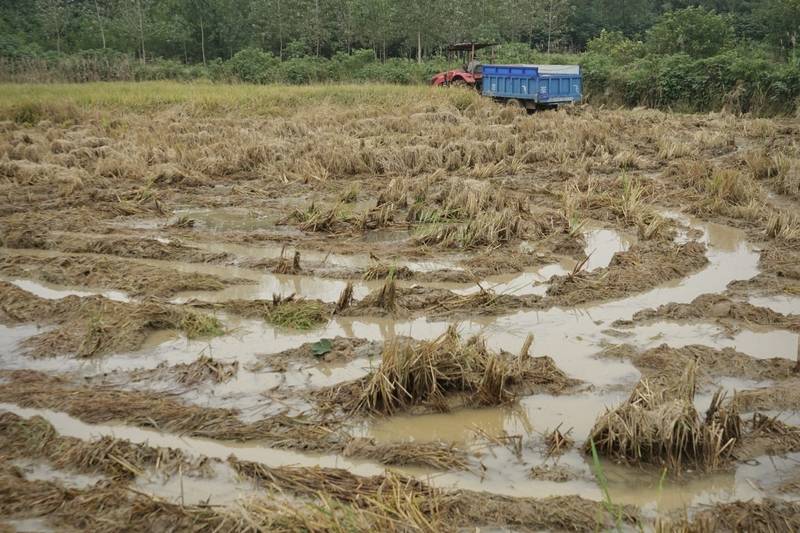 阴雨50天<strong></p>
<p>eth区块链</strong>,他用3200块救回30万斤玉米