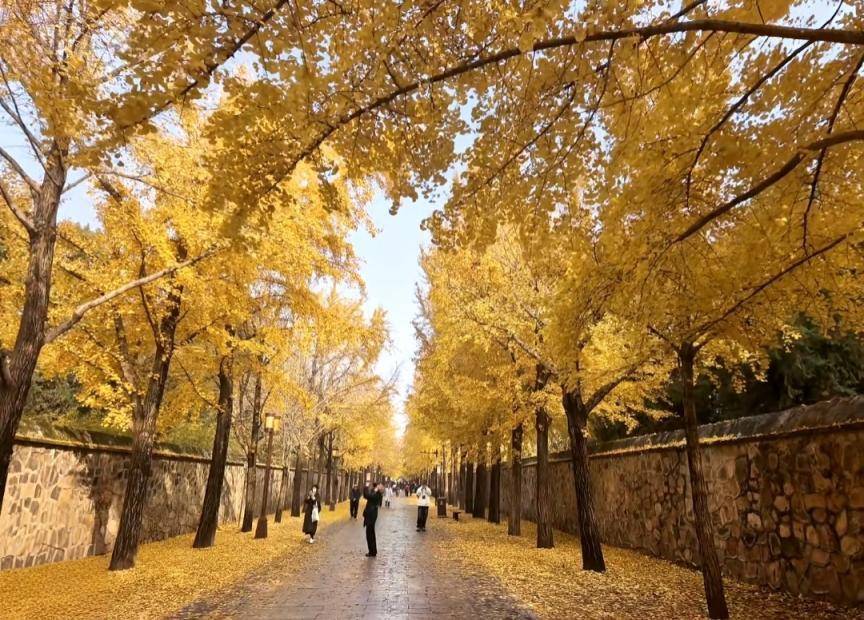 满大街都是银杏树<strong></p>
<p>eth交易平台</strong>，为什么还是濒危物种？