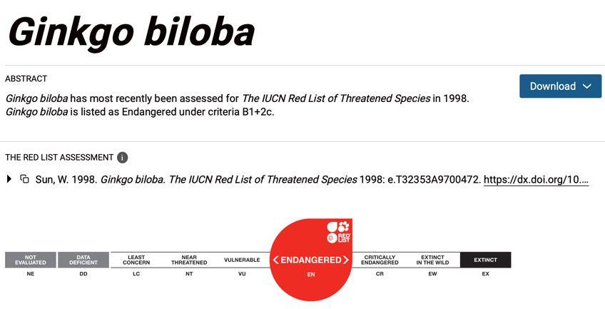 满大街都是银杏树<strong></p>
<p>eth交易平台</strong>，为什么还是濒危物种？