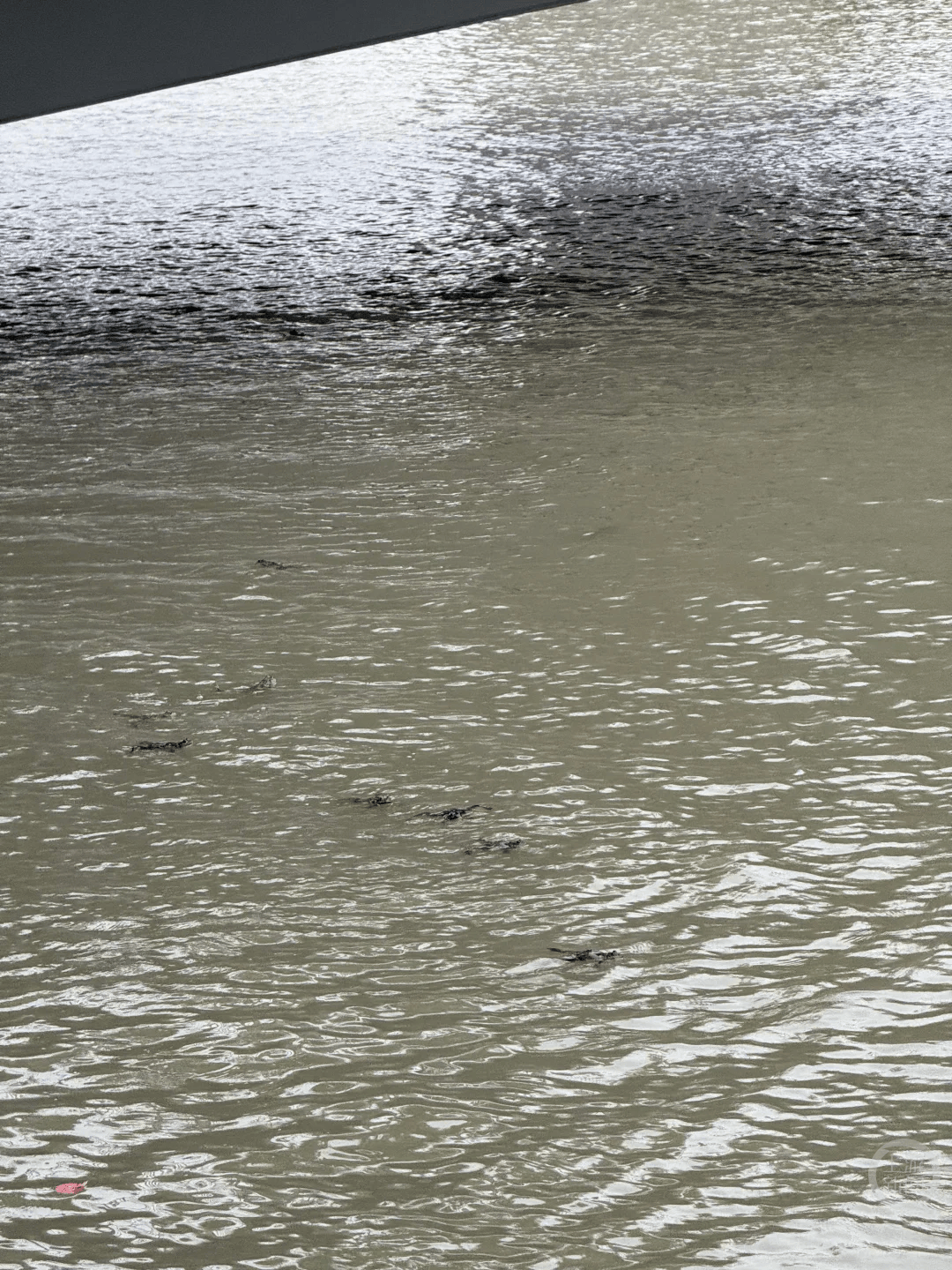 上海苏州河有人放生牛蛙?当地回应:严禁放生外来物种<strong></p>
<p>eth交易平台</strong>,市民可提供相关线索