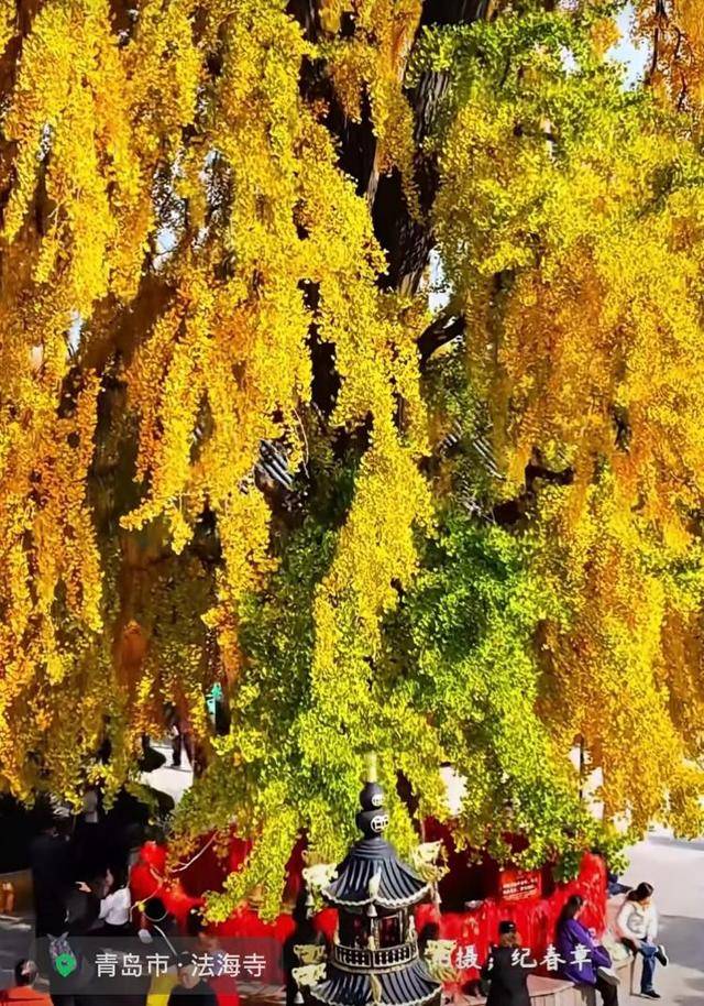 错过等一年!青岛1600岁“银杏王”满树金黄<strong></p>
<p>eth官网</strong>,打卡的人“鼓”了