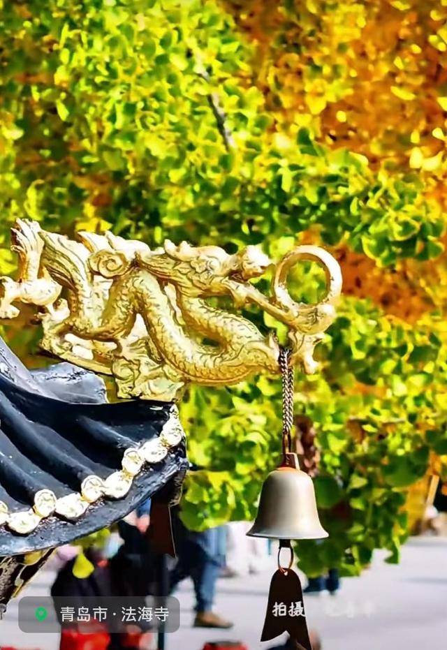 错过等一年!青岛1600岁“银杏王”满树金黄<strong></p>
<p>eth官网</strong>,打卡的人“鼓”了