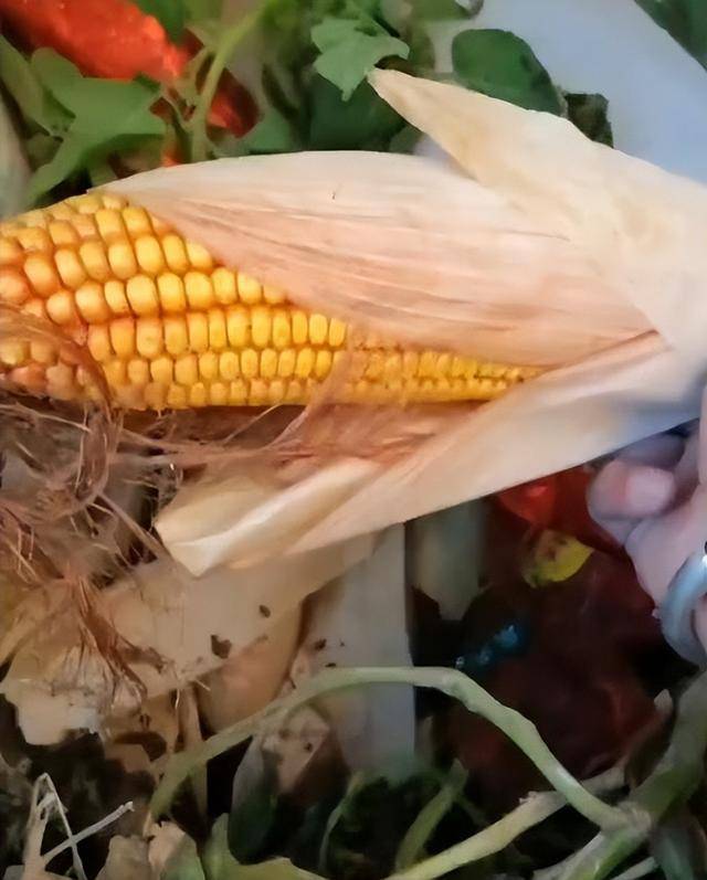 女子疑因拍亲姑姑偷玉米遭姑父棍杀<strong></p>
<p>比特币价格</strong>，邻居欲报警也遇害