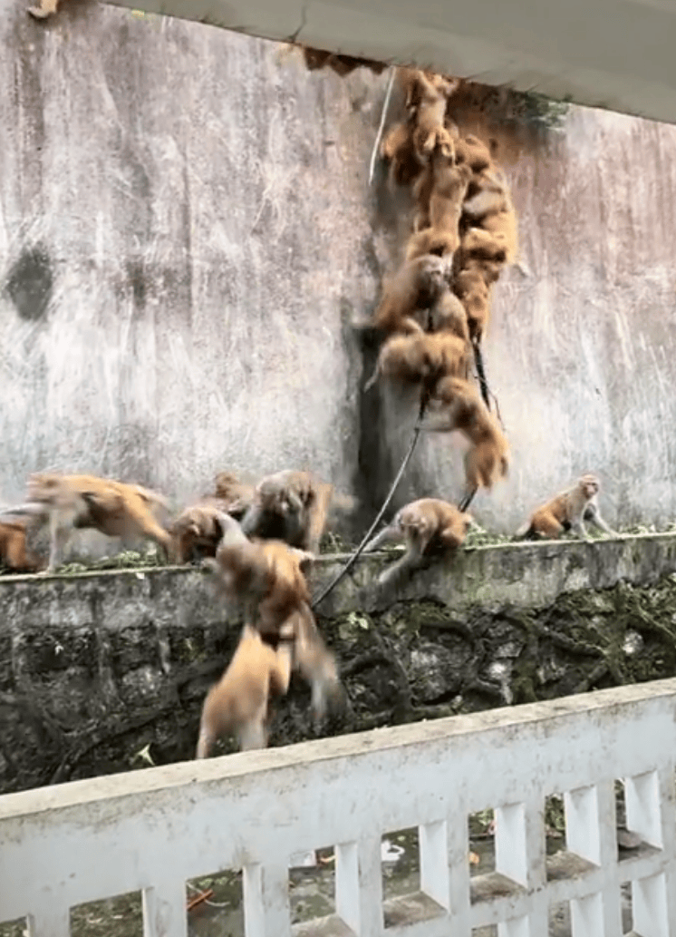 贵阳黔灵山下起“猴子雨”?当地称属猴群正常活动<strong></p>
<p>比特币价格今日行情</strong>,曾发猕猴分流公告:数量远超承载力