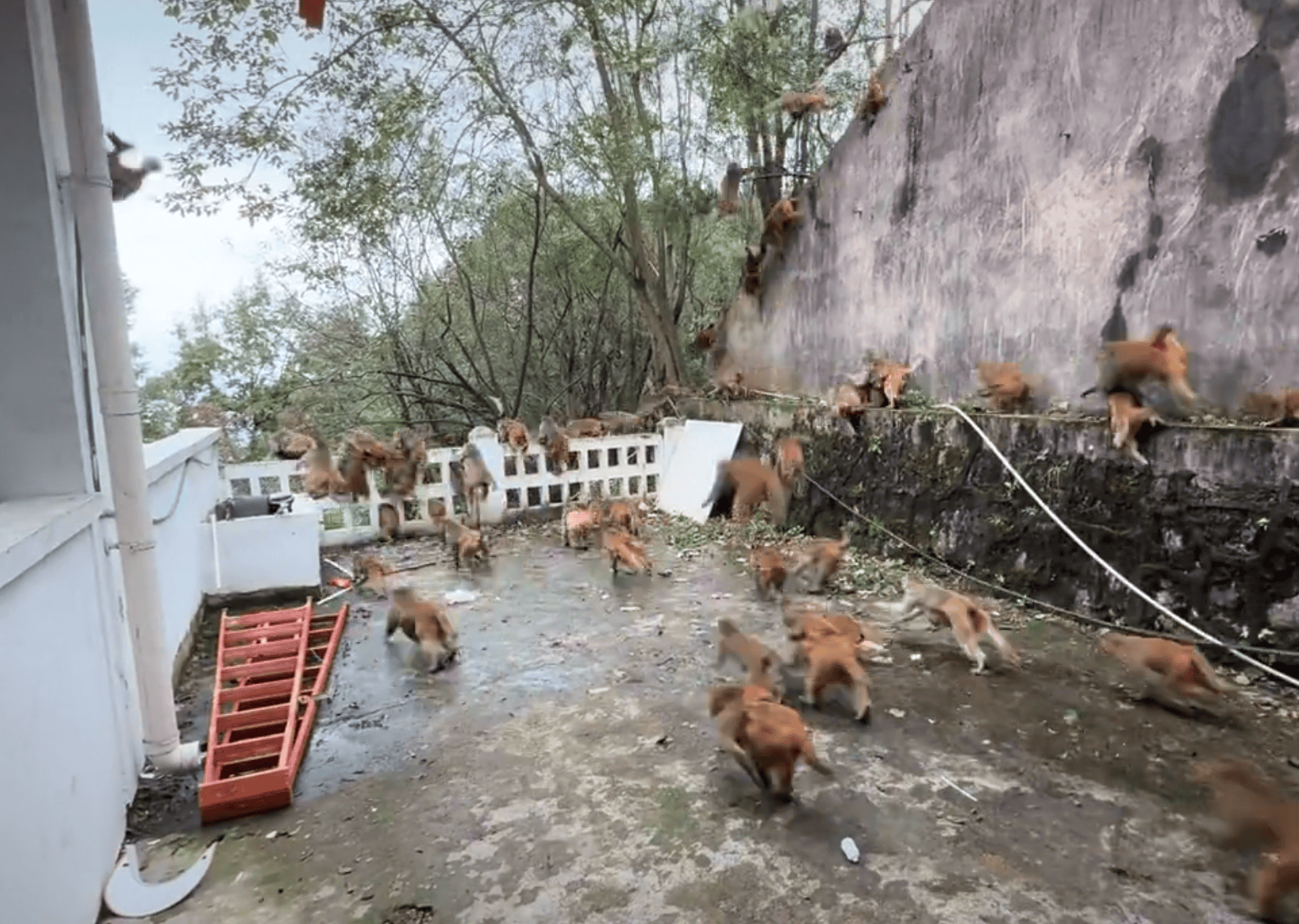 贵阳黔灵山下起“猴子雨”?当地称属猴群正常活动<strong></p>
<p>比特币价格今日行情</strong>,曾发猕猴分流公告:数量远超承载力