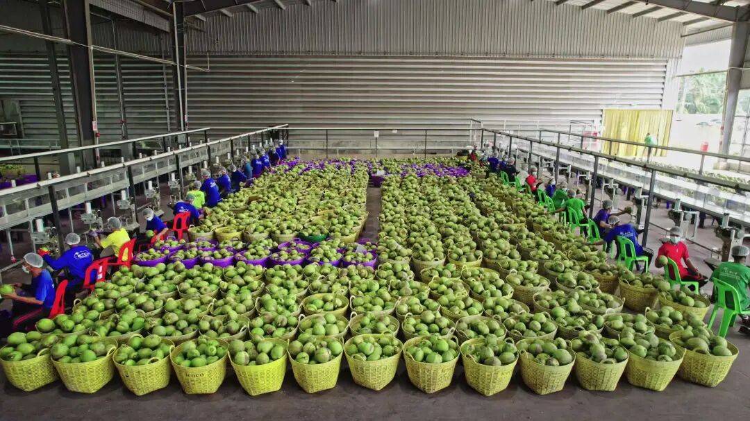 椰子水之外<strong></p>
<p>比特币最新价格行情</strong>,大公司争夺40亿元生椰市场