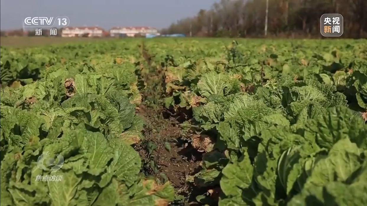 单棵售价超百元<strong></p>
<p>比特币最新价格行情</strong>,起底“套牌白菜”背后的销售套路