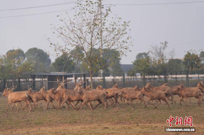 湖南岳阳洞庭湖麋鹿苑近十年救助80多头麋鹿