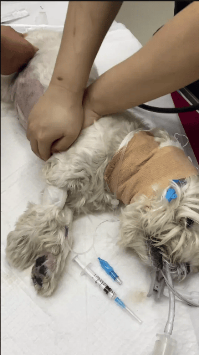 在小区投毒致9条狗死亡<strong></p>
<p>比特币最新行情</strong>,男子获刑4年!