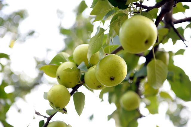 线上九成是“李鬼”！400岁京白梨再维权<strong></p>
<p>比特币矿机</strong>，溯源码上线打假