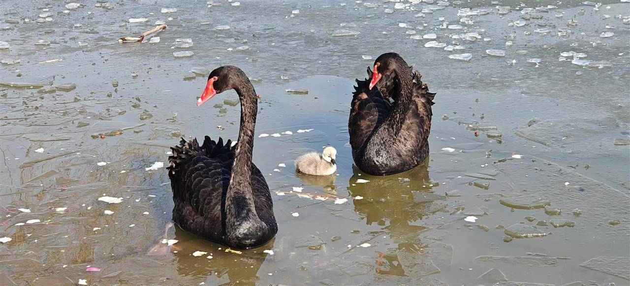 多只小天鹅被冻在公园冰面死亡？园方：已接到意见<strong></p>
<p>挖比特币</strong>，将进一步反馈