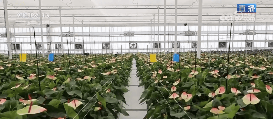 人气旺、消费火<strong></p>
<p>比特币中国</strong>，热气腾腾！各地市场活跃繁荣 “年经济”释放“新”热度