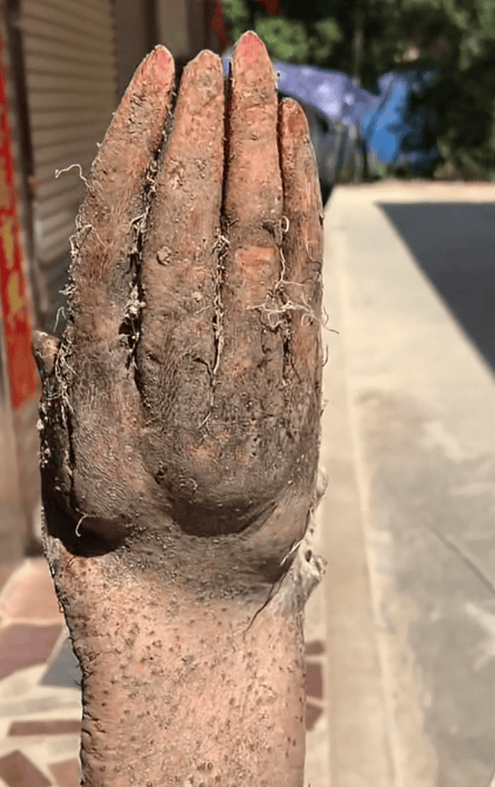 村民在菜地挖出“手掌山药”，五指形状清晰还有“指甲盖”，有人出价8千购买被拒